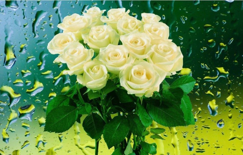 Цветы белые розы