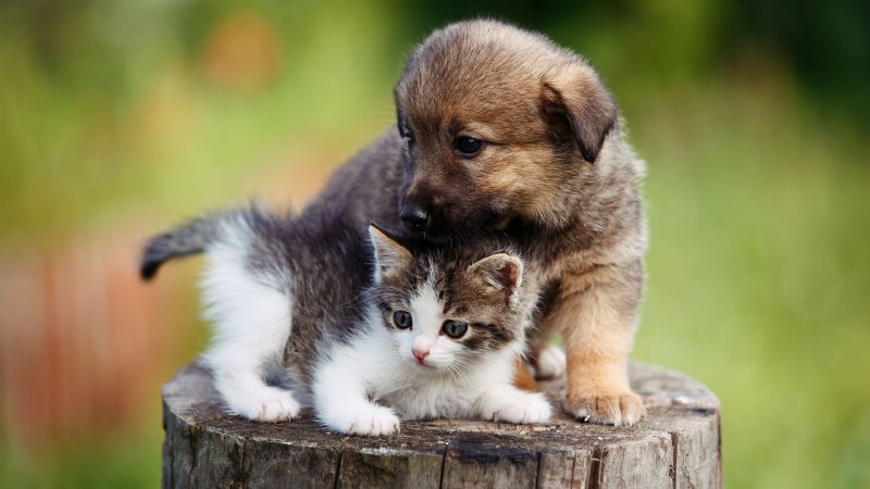 Милые кошки и собаки