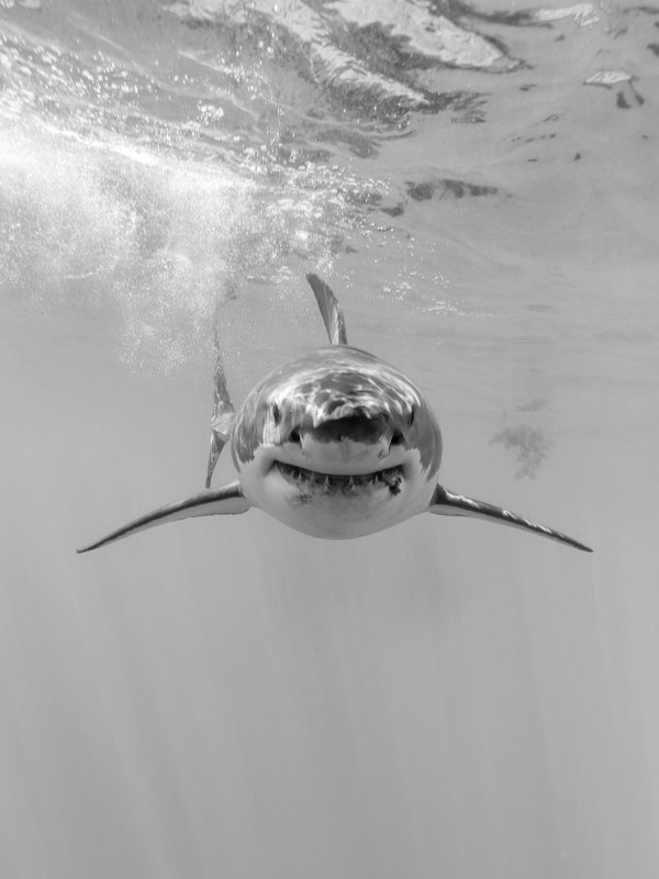 Белая акула