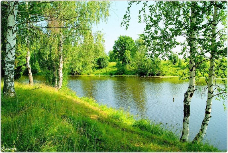 Родина березы речка Россия