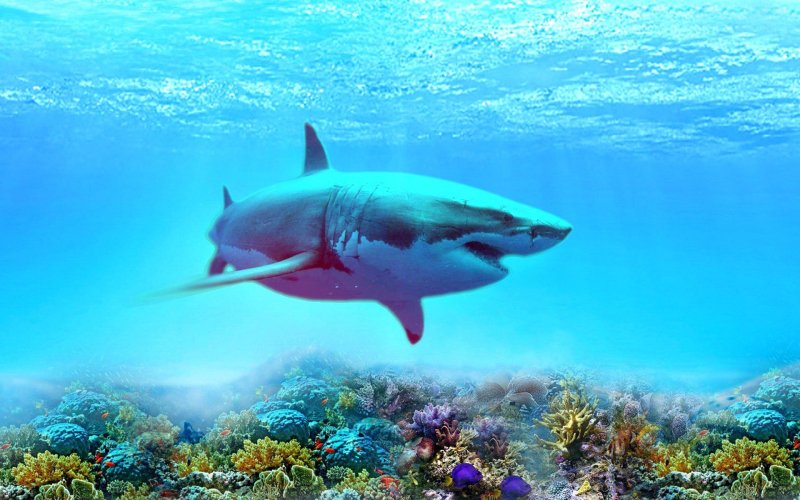 Подводный мир океана