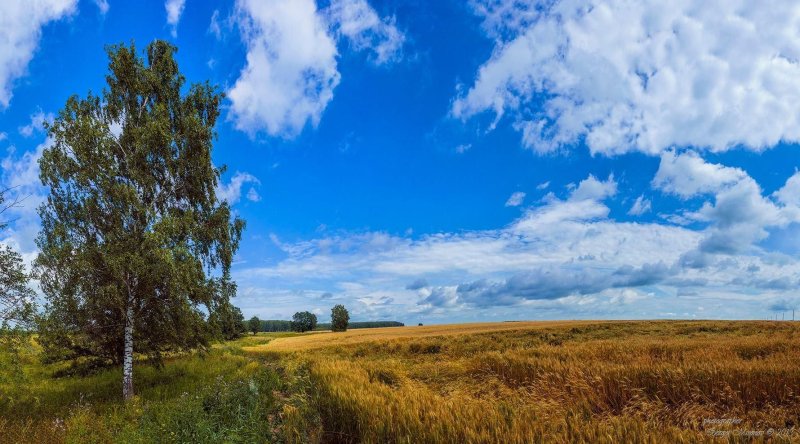 Российские просторы Березовая роща