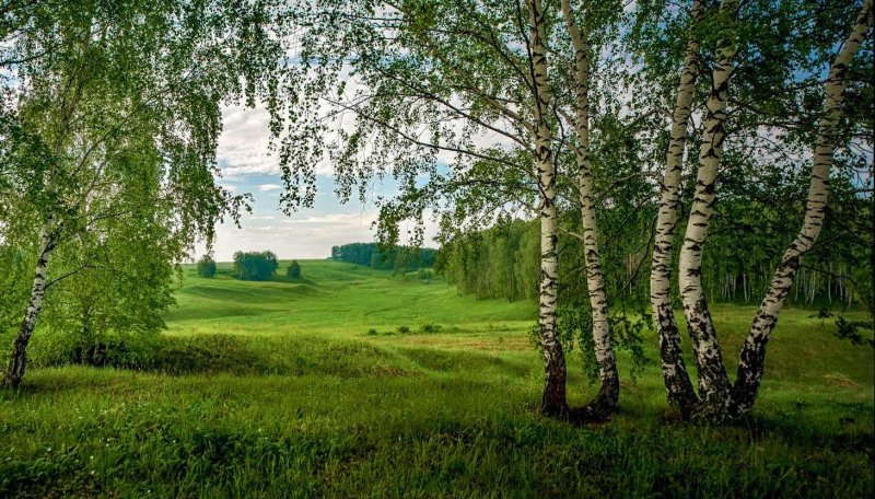 Березовая роща в селе Константиново