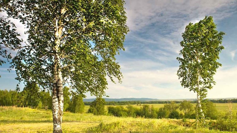 Березовая роща в селе Константиново