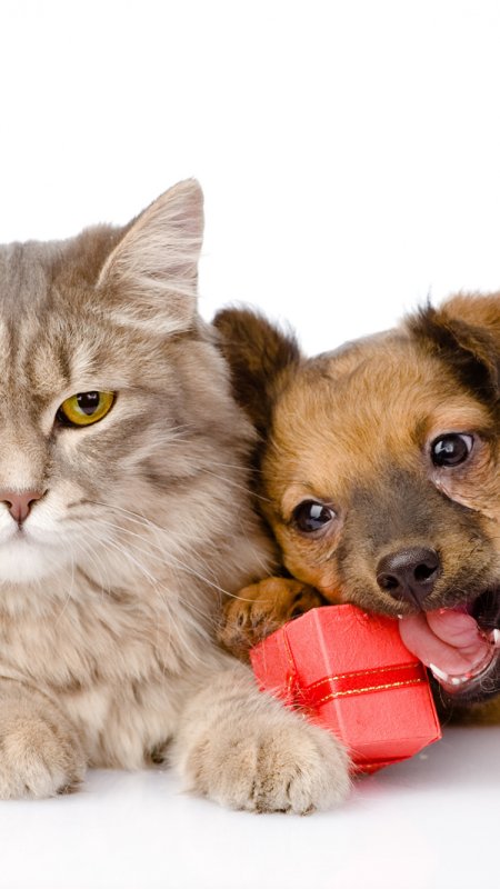 Кошки и собаки