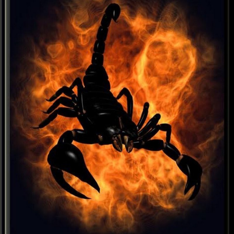 Скорпион на заставку