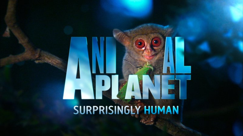 Animal Planet заставка