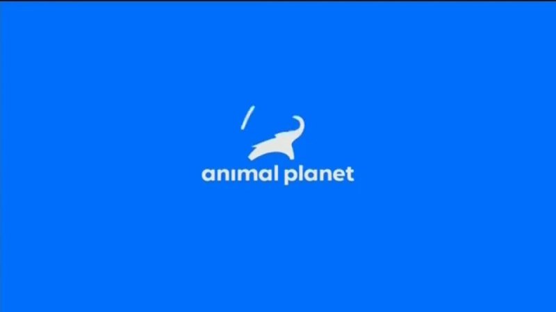 Телеканал animal Planet