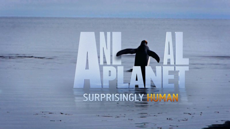 Телеканал animal Planet HD