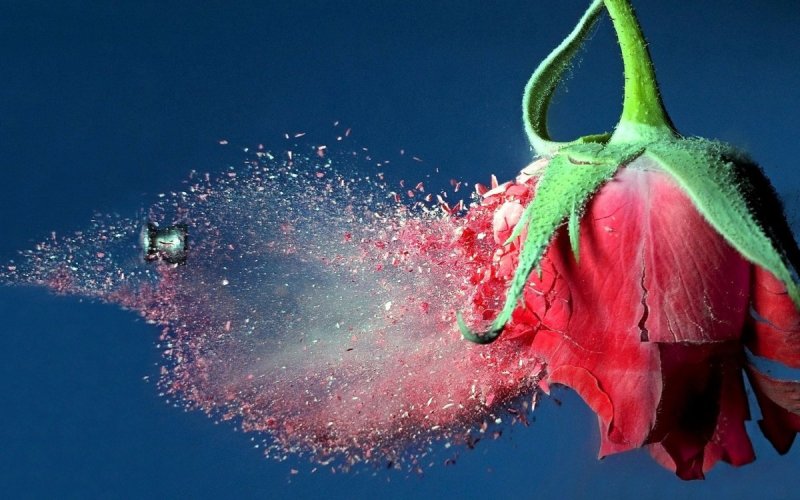 Яркие цветы