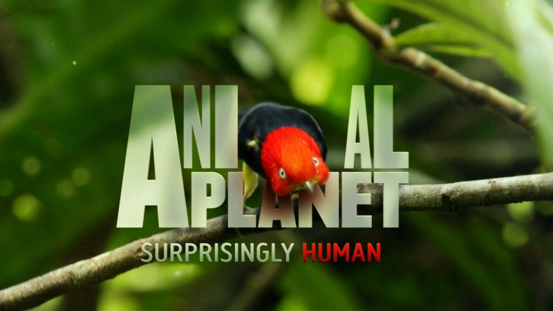 Animal Planet заставка
