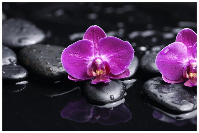 Орхидея фаленопсис голубая