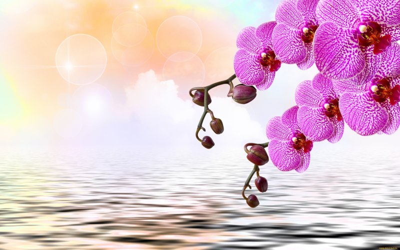 Цветы на фоне воды