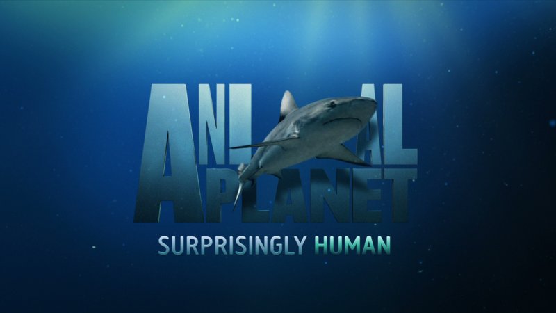 Animal Planet логотип