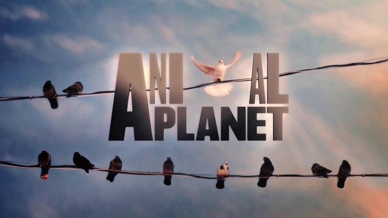 Канал animal Planet