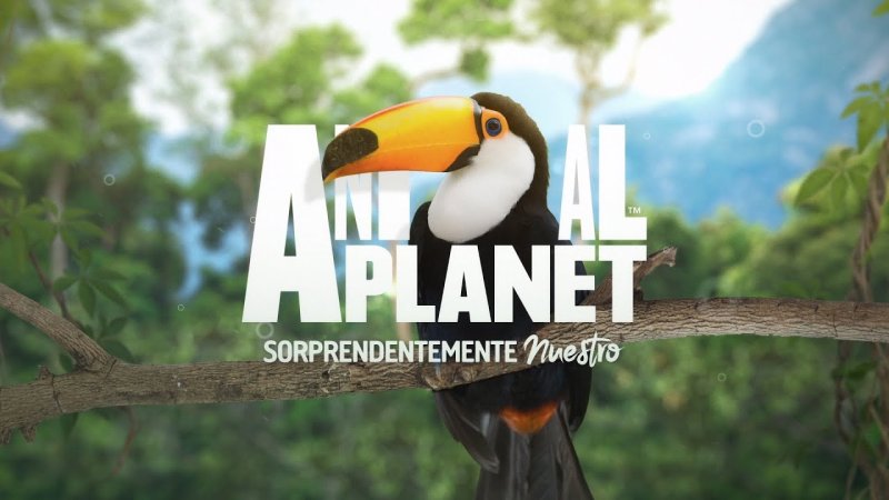 Телеканал Discovery animal Planet