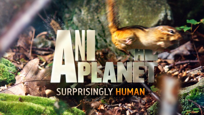 Animal Planet заставка