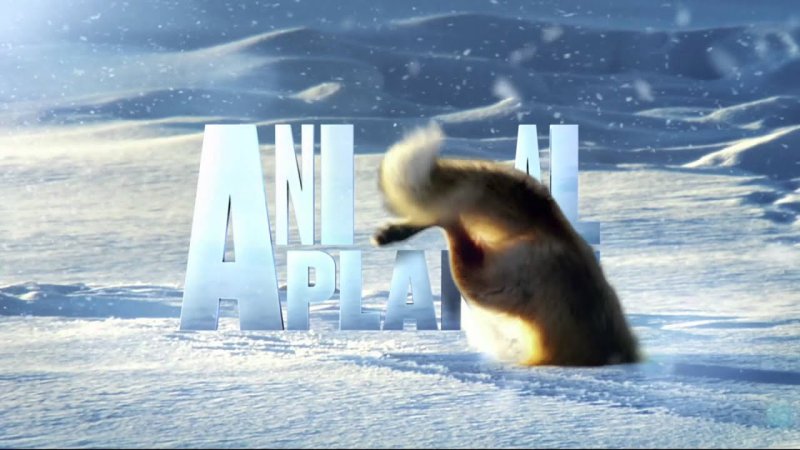 Анонсы animal Planet