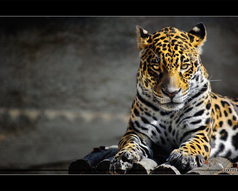 Ягуар и пантера