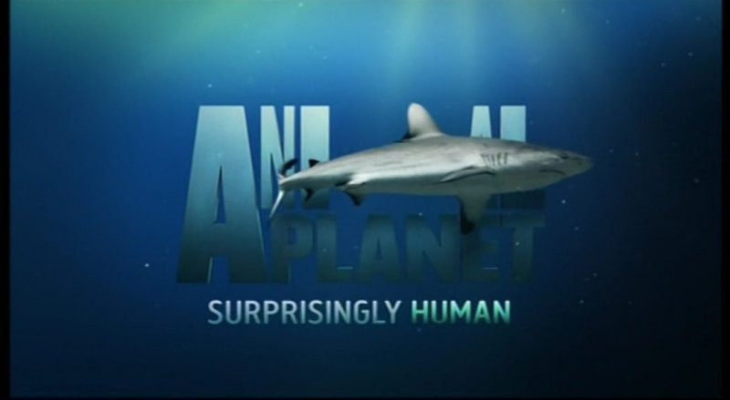 Анонсы animal Planet