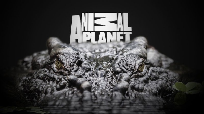 Телеканал animal Planet