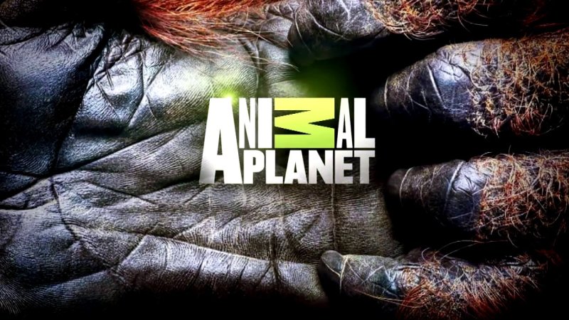 Канал Энимал планет