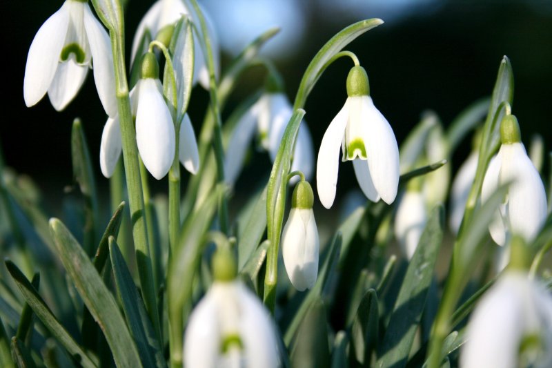 Белые подснежники