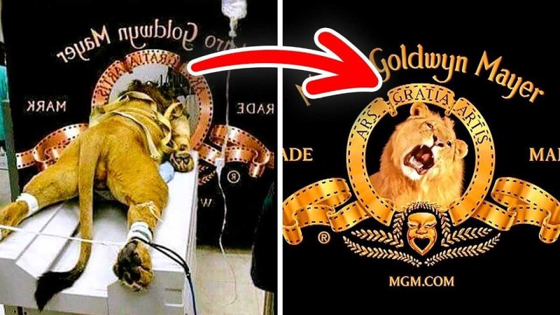 Metro Goldwyn Mayer Лев