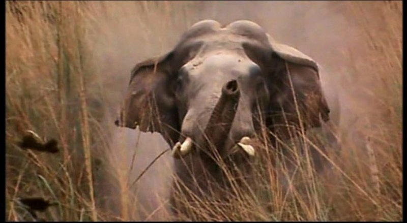 Анонсы animal Planet