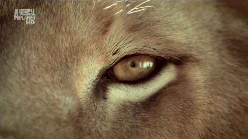 Канал animal Planet