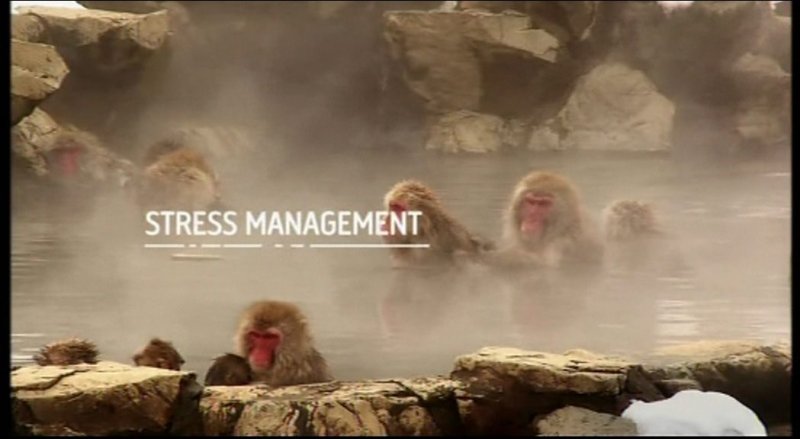 Animal Planet реклама