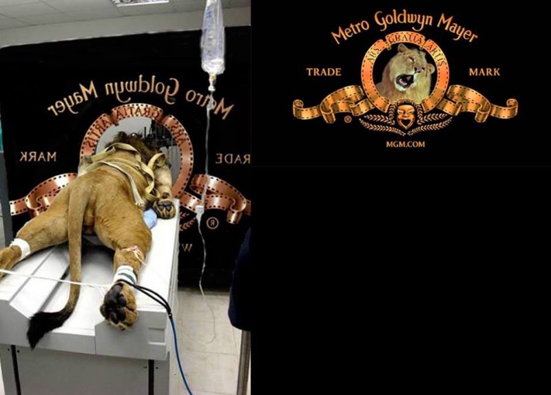 Метро Голден Майер Лев