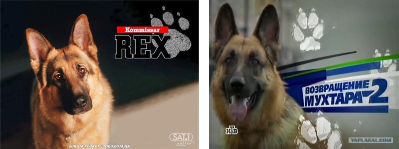 Фильм НТВ Возвращение Мухтара 2
