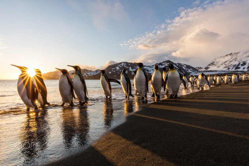 Королевский Пингвин в Антарктиде