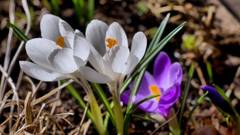 Крокусы и примула