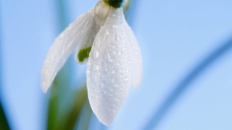Заставка подснежники