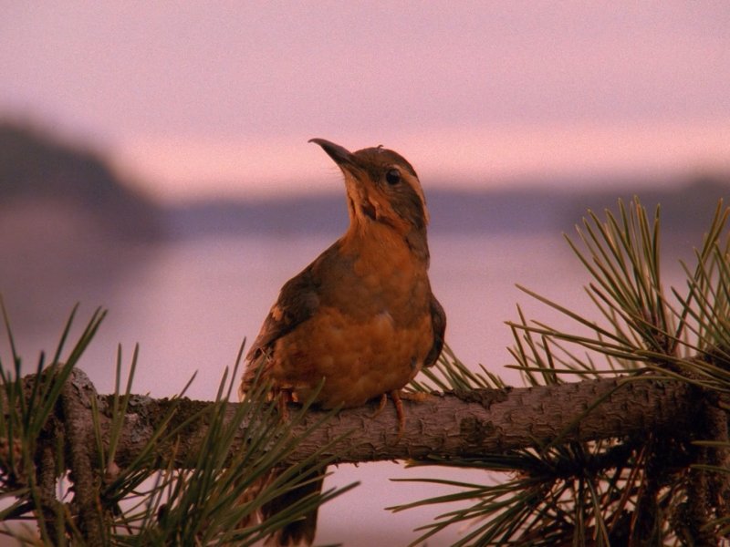 Твин пикс птичка на заставке
