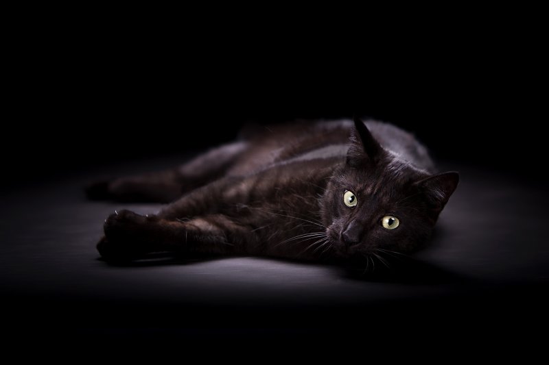 Кошка на темном фоне