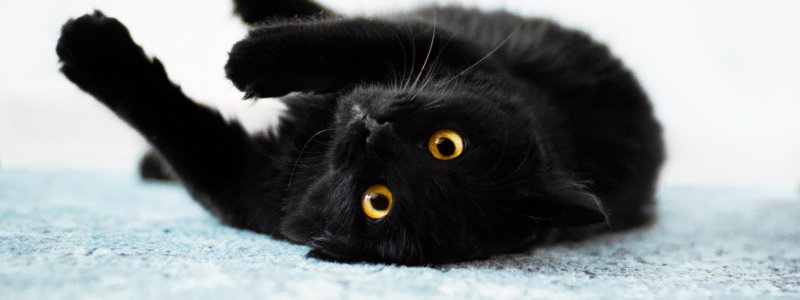 Обои на рабочий стол черные коты