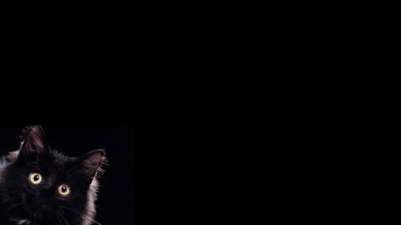 Черный кот на черном фоне