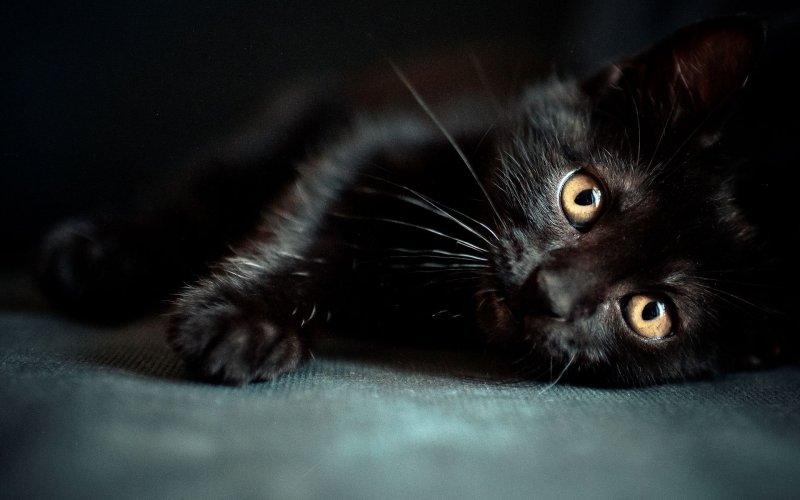 Красивая черная кошка