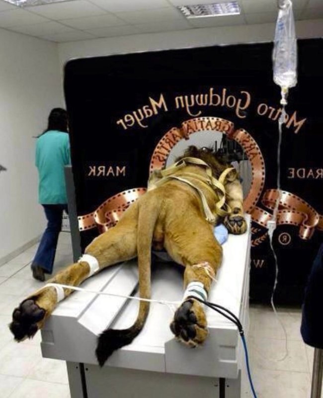 Лев Голден Майер