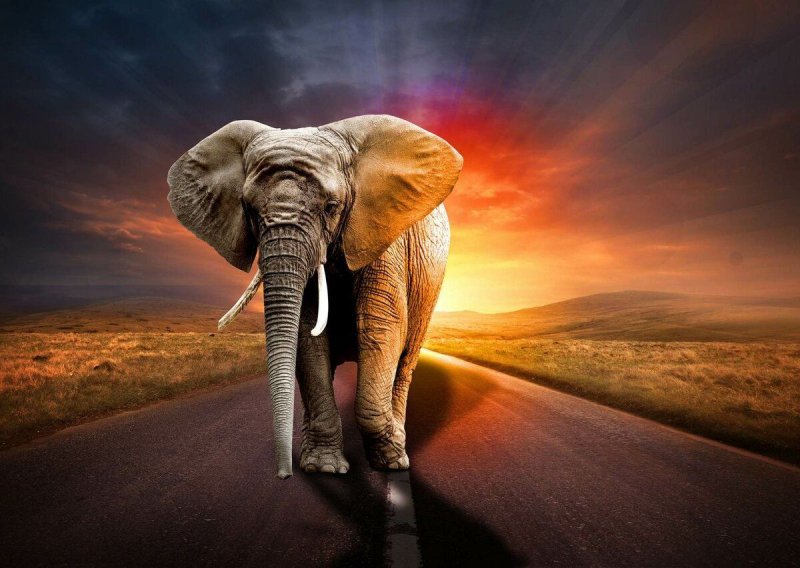Заставка слоны
