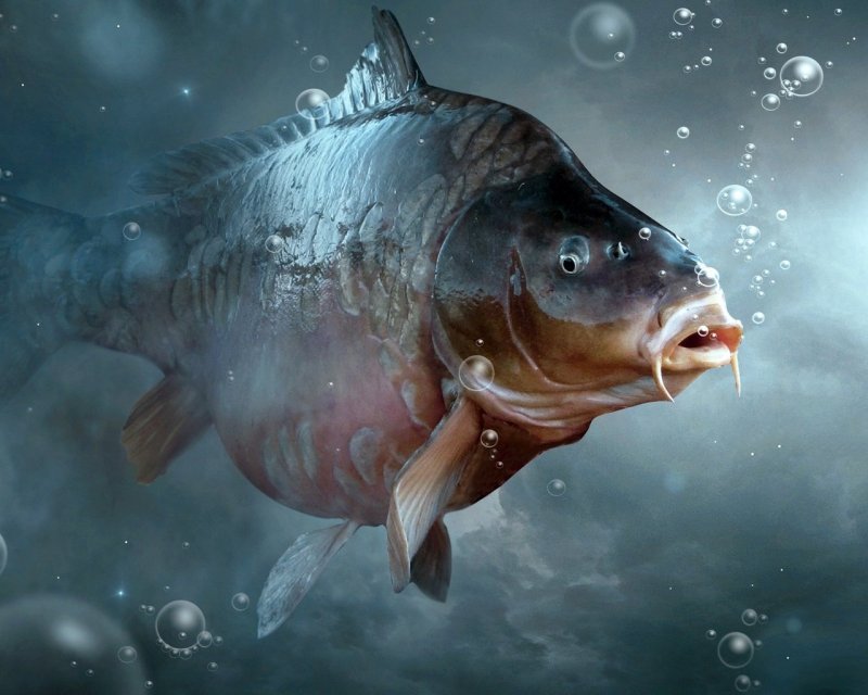 Заставка на рабочий стол рыбы