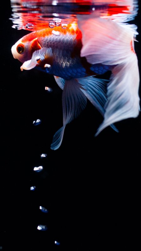 Карп кои вуалевый