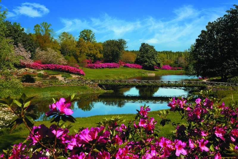 Природа цветы