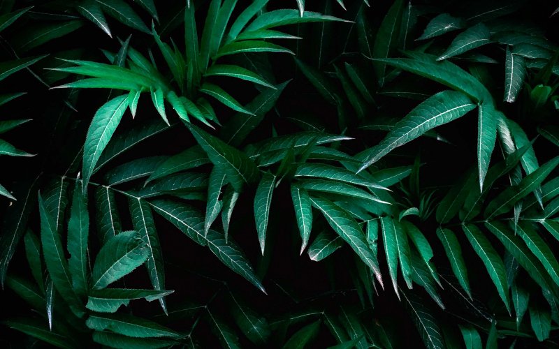 Темно зеленые листья