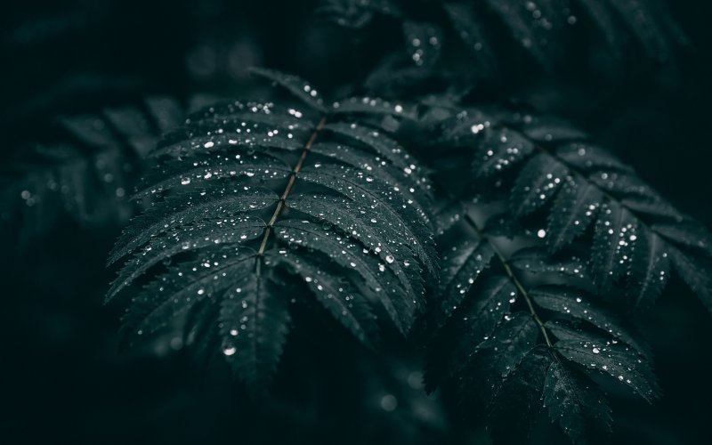 Листья на темном фоне