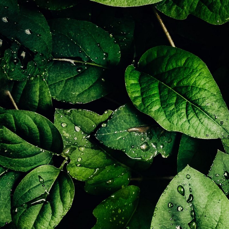 Капли на листьях