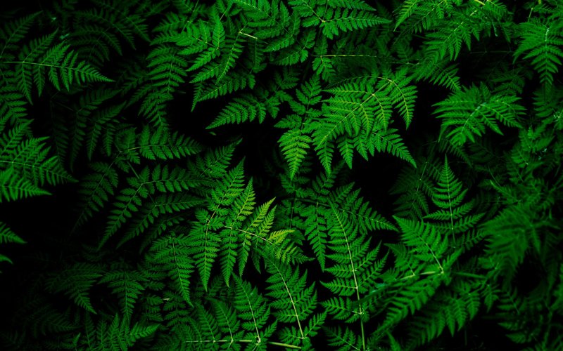 Aesthetic изумрудный папоротник